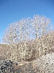 fugio Paterno-20100221 004